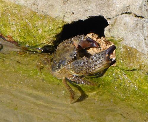 Réf. 241 549 : Eriphia verrucosa